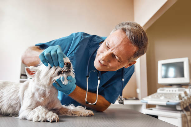 Best Emergency Root Canal Treatment in Mill Hall, PA